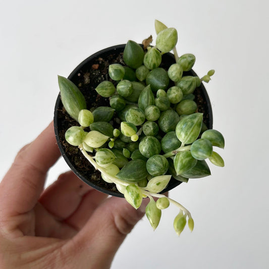 Variegated String of Tears Succulent (Senecio herreanus) 2.5” pot