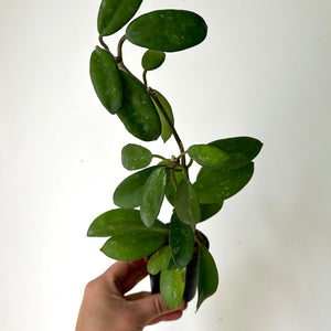 Hoya diversifolia 2.75”pot