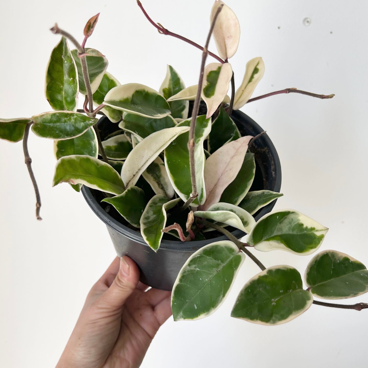 Hoya carnosa "Krimson Queen” 6”pot