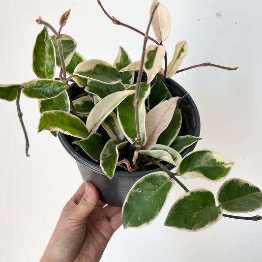 Hoya carnosa "Krimson Queen” 6”pot