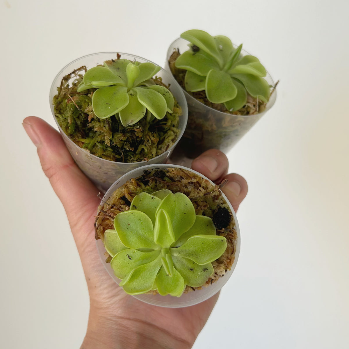 Carnivorous Butterwort (Pinguicula Emarginata x Weser) 2.5”pot