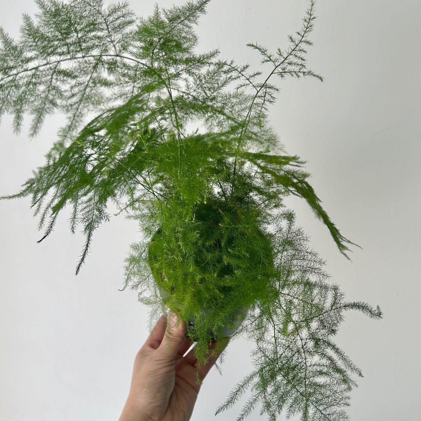 Common Asparagus Fern Plumosa 5” pot
