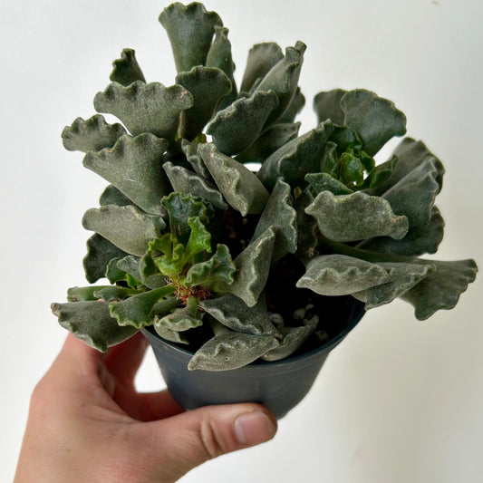 Crinkle-Leaf Adromischus Cristatus 3”pot