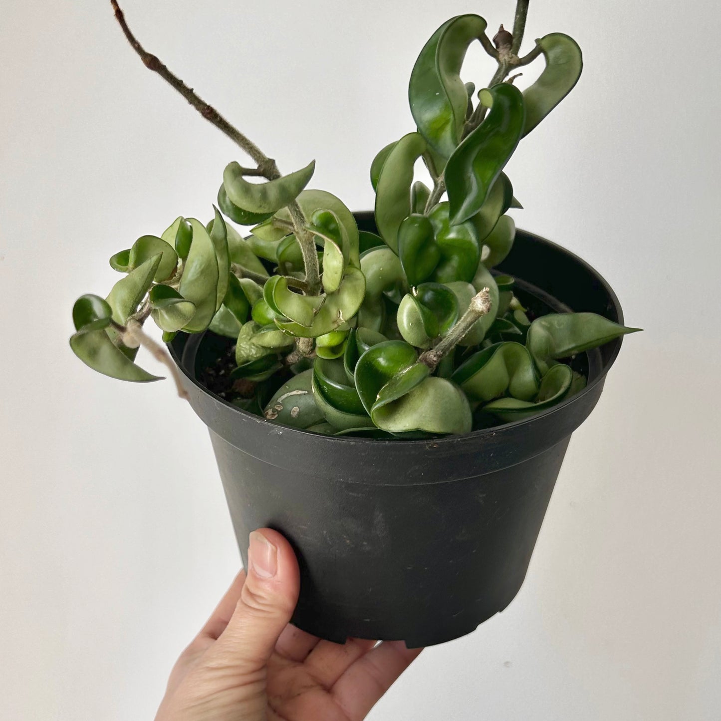 Rope Hoya (Carnosa compacta) 6”pot