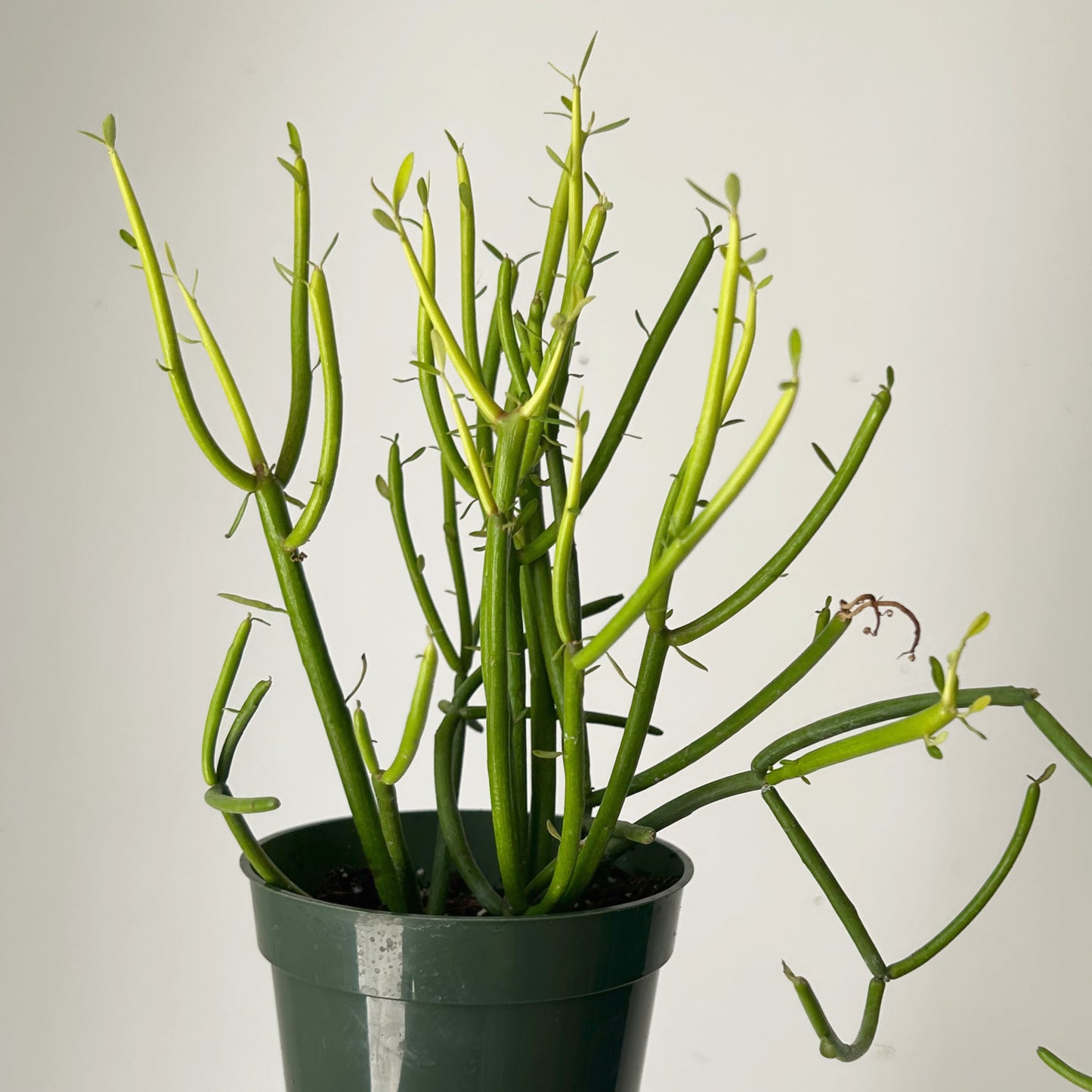 Firestick Pencil Cactus (Euphorbia Tirucalli) 4”pot