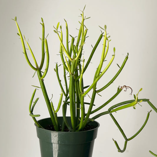 Firestick Pencil Cactus (Euphorbia Tirucalli) 4”pot