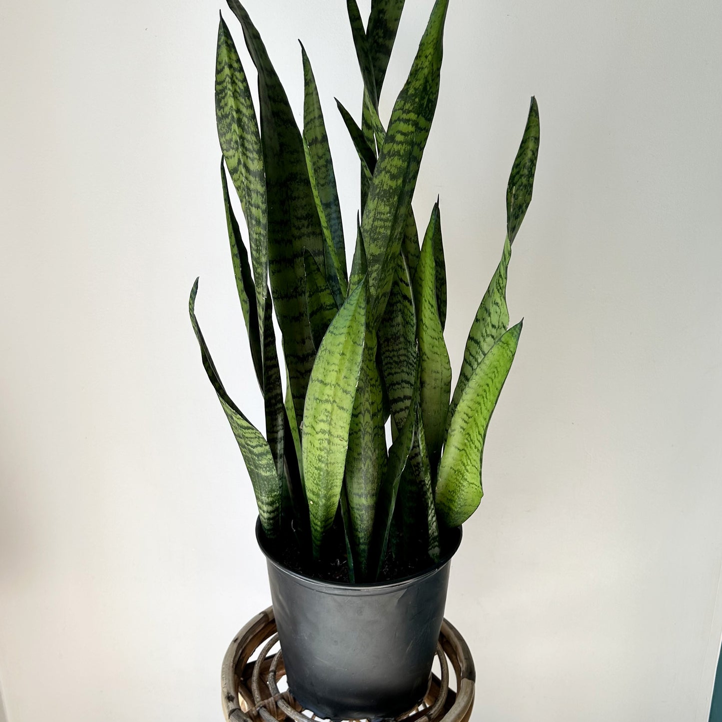 Sansevieria zeylanica approximately  2.5ft tall in 8”pot