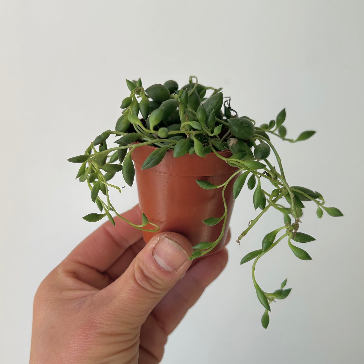 String of Tears Succulent 2.5”pot