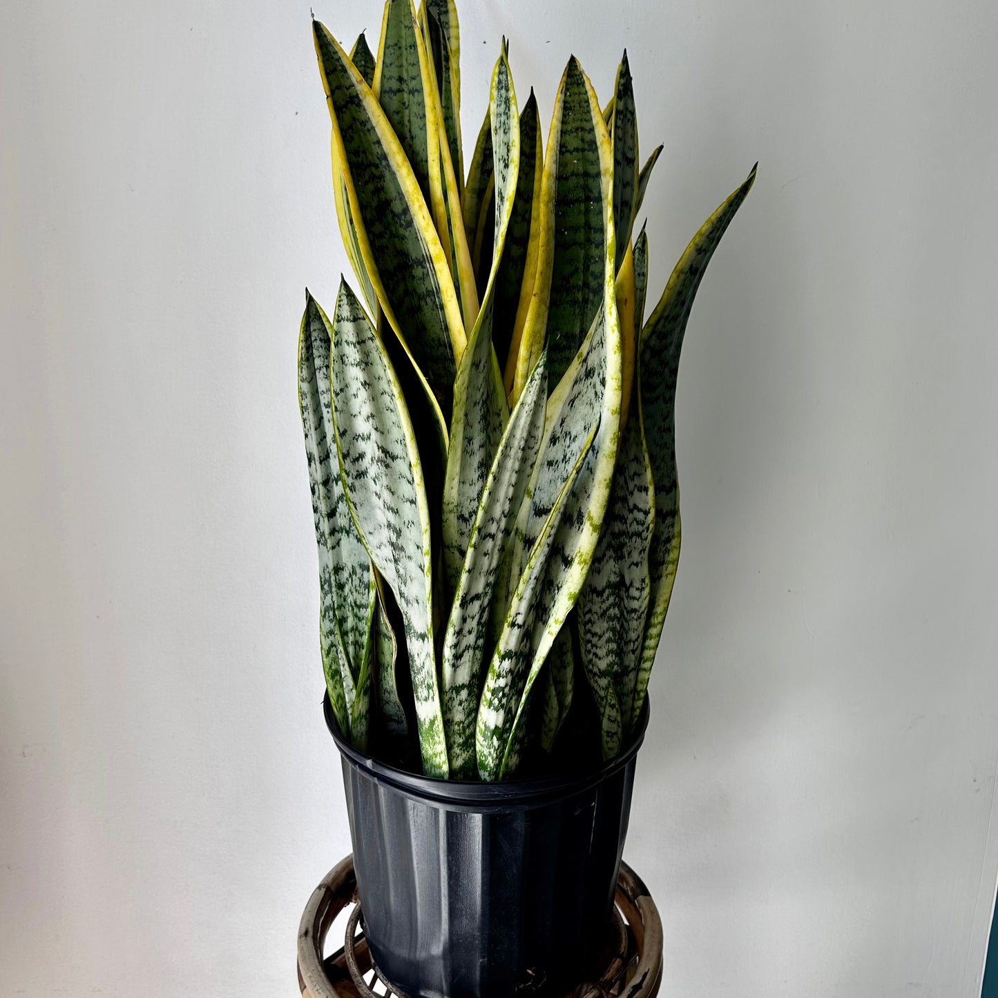 Sansevieria Laurentii approximately 3ft ft tall in 10” pot