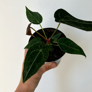 Anthurium Forgetii Dark Form 4” pot
