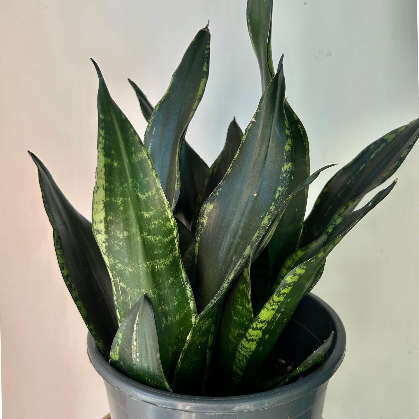 Sansevieria trifasciata “Whitney” 6” pot