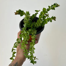 Load image into Gallery viewer, Dischidia “Million Hearts” Ruscifolia Green  4” pot
