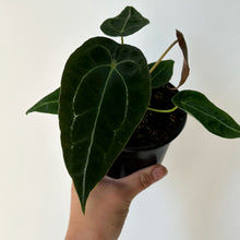Load image into Gallery viewer, Anthurium Forgetii Dark Form 4” pot
