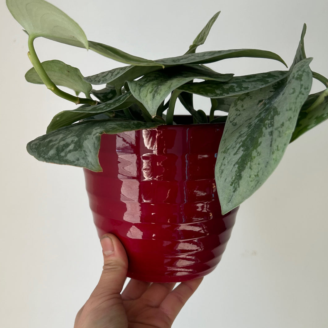 VALERIE Glossy Decorative Pot WINE RED (5.25