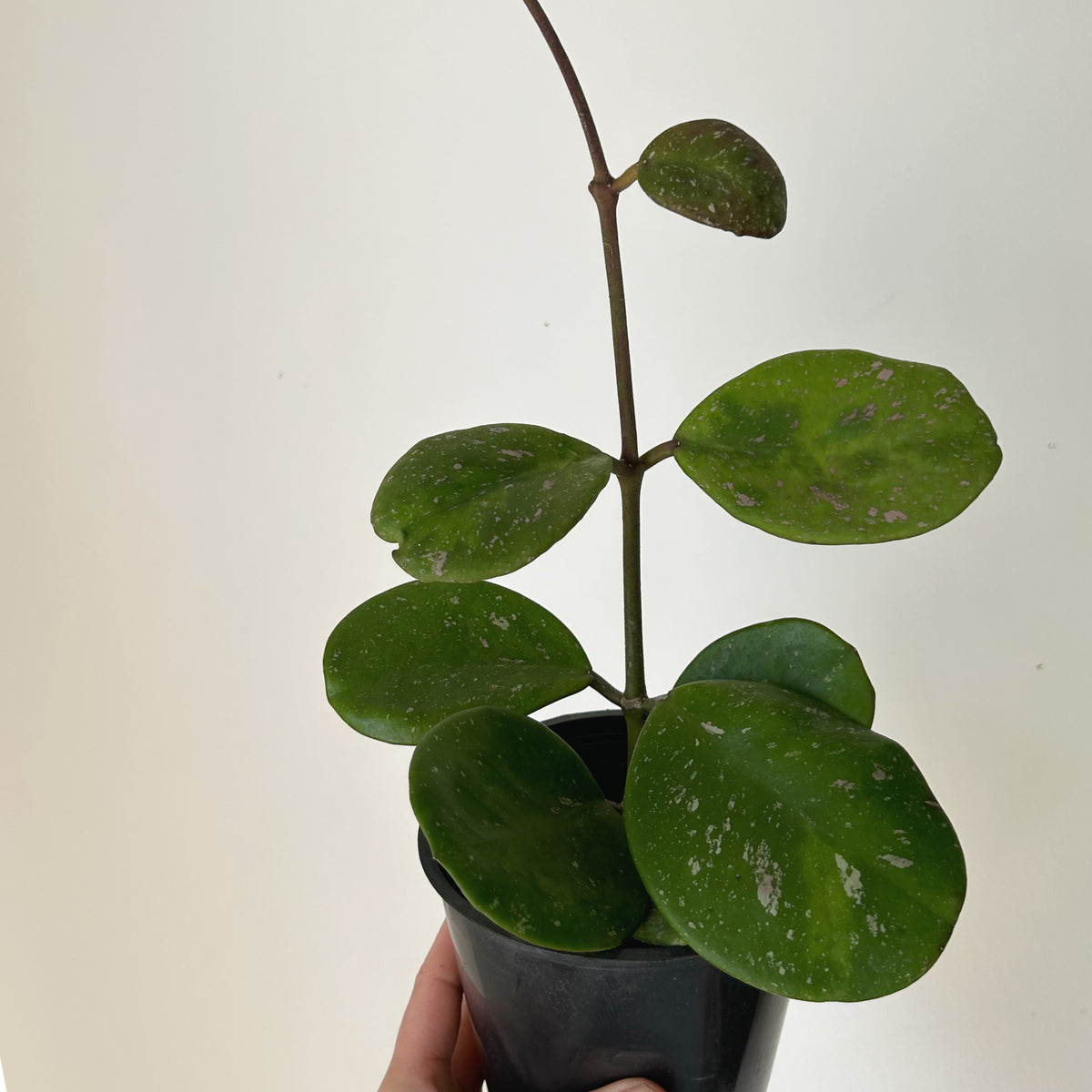 Hoya obovata 3.5” pot