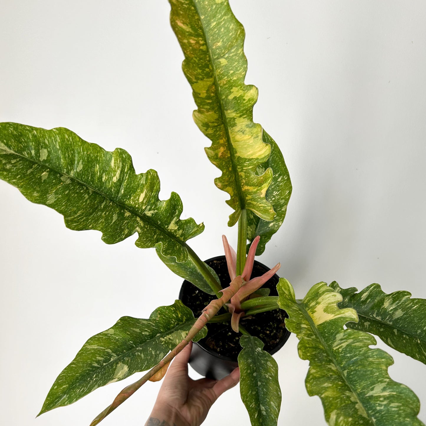 Philodendron "Ring of Fire" 4”pot