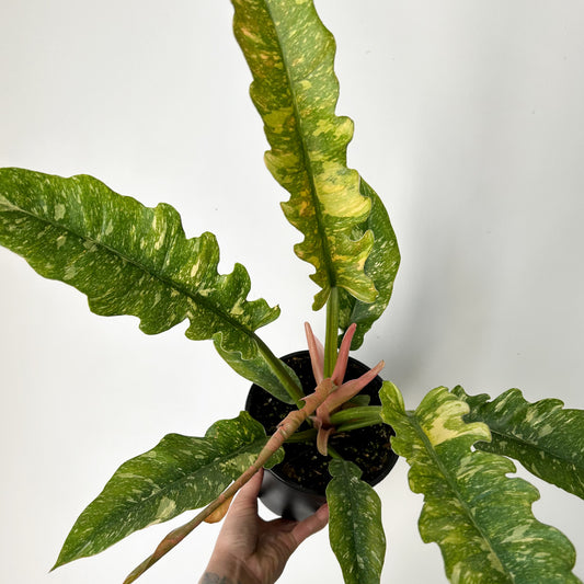 Philodendron "Ring of Fire" 4”pot