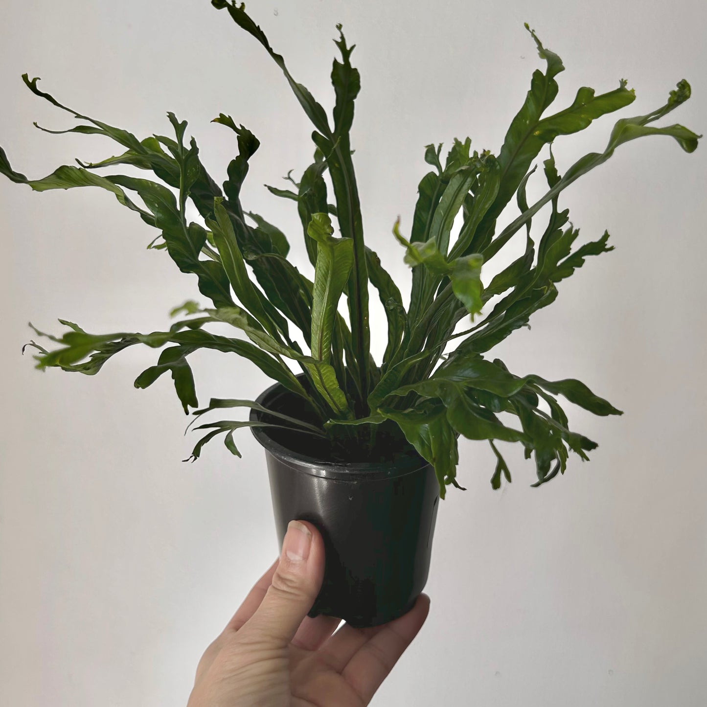 Birds Nest Fern (Asplenium) 3.5”pot