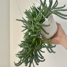 Load image into Gallery viewer, Euphorbia “Medusa’s Head” (Flanaganii) 6” hanging basket
