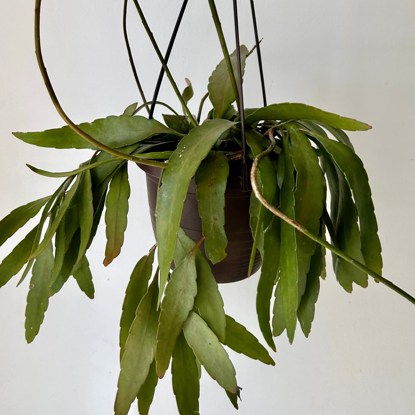 Red Rhipsalis (Pseudorhipsalis Ramulosa) 6” hanging basket