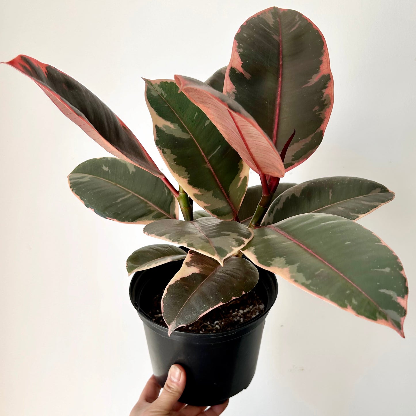 Ficus elastica "Ruby" 6” pot