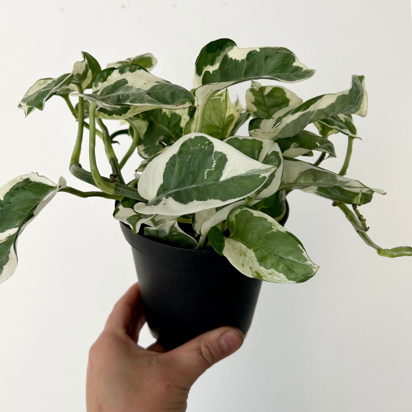 Pothos NJoy 4”pot