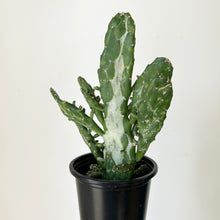 Load image into Gallery viewer, Opuntia Variegated “Joseph’s Coat” 3.5”pot
