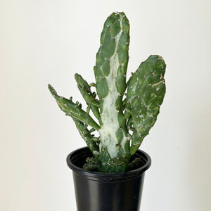 Opuntia Variegated “Joseph’s Coat” 3.5”pot