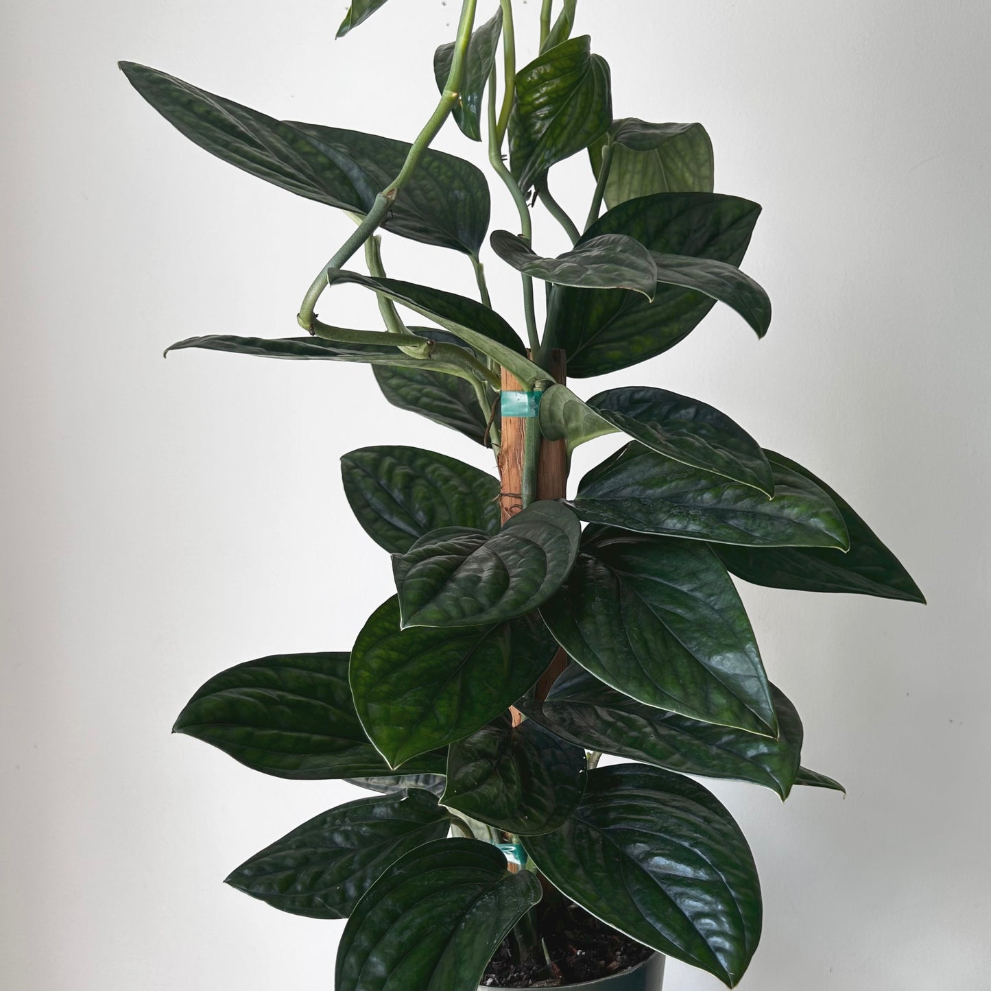 Monstera Peru (Karstenianum) approximately 2ft tall on wood plank 6” pot