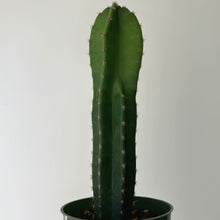 Load image into Gallery viewer, Cereus repandus 4” pot
