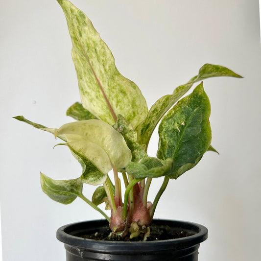 Variegated Birdnest Anthurium (Hookeri) 3.5”pot