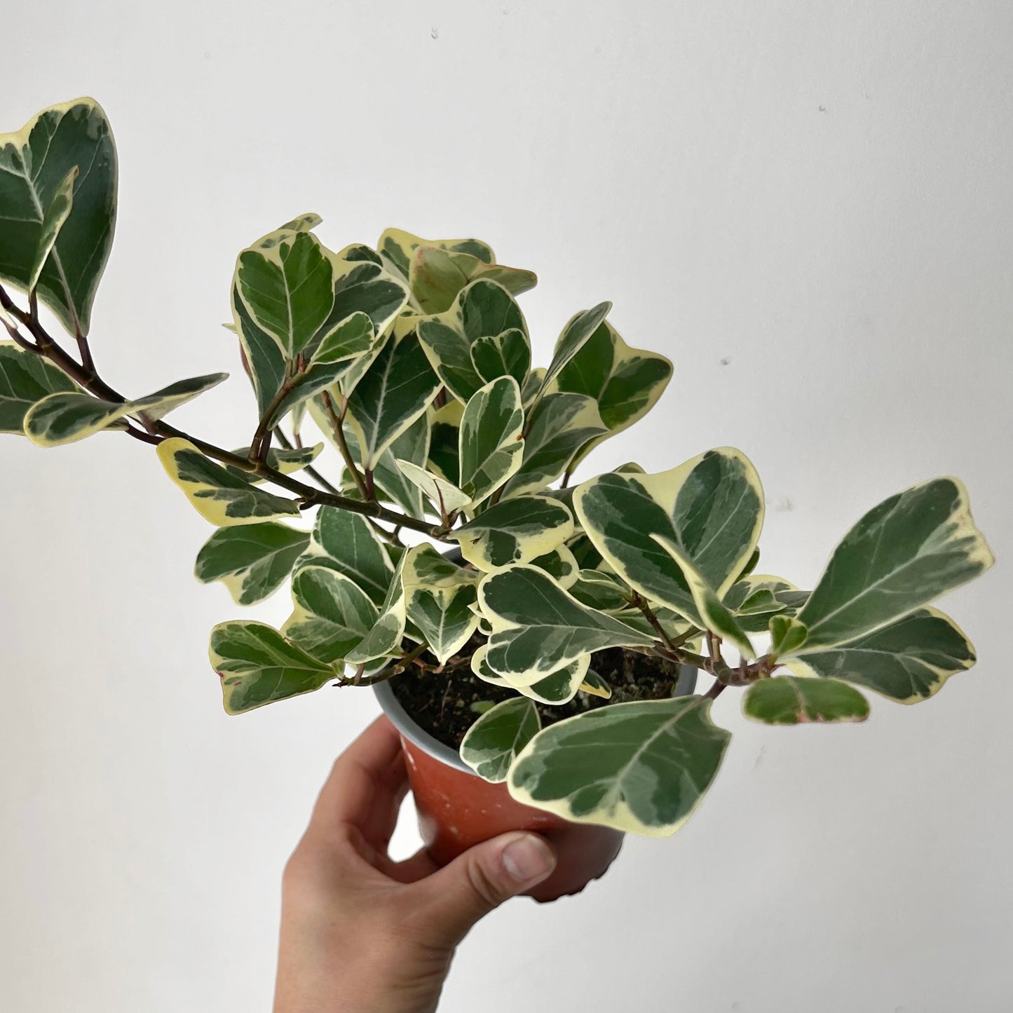 Ficus Triangularis Variegata 4” pot
