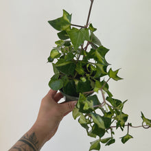 Load image into Gallery viewer, Variegated Wax Ivy (Senecio macroglossus variegata) 4&quot; pot
