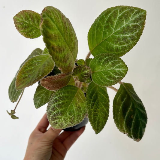 Episcia Green 4”pot