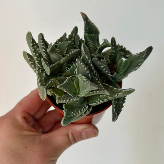 Tiger Jaw Succulent (Faucaria tigrina)2.75"pot