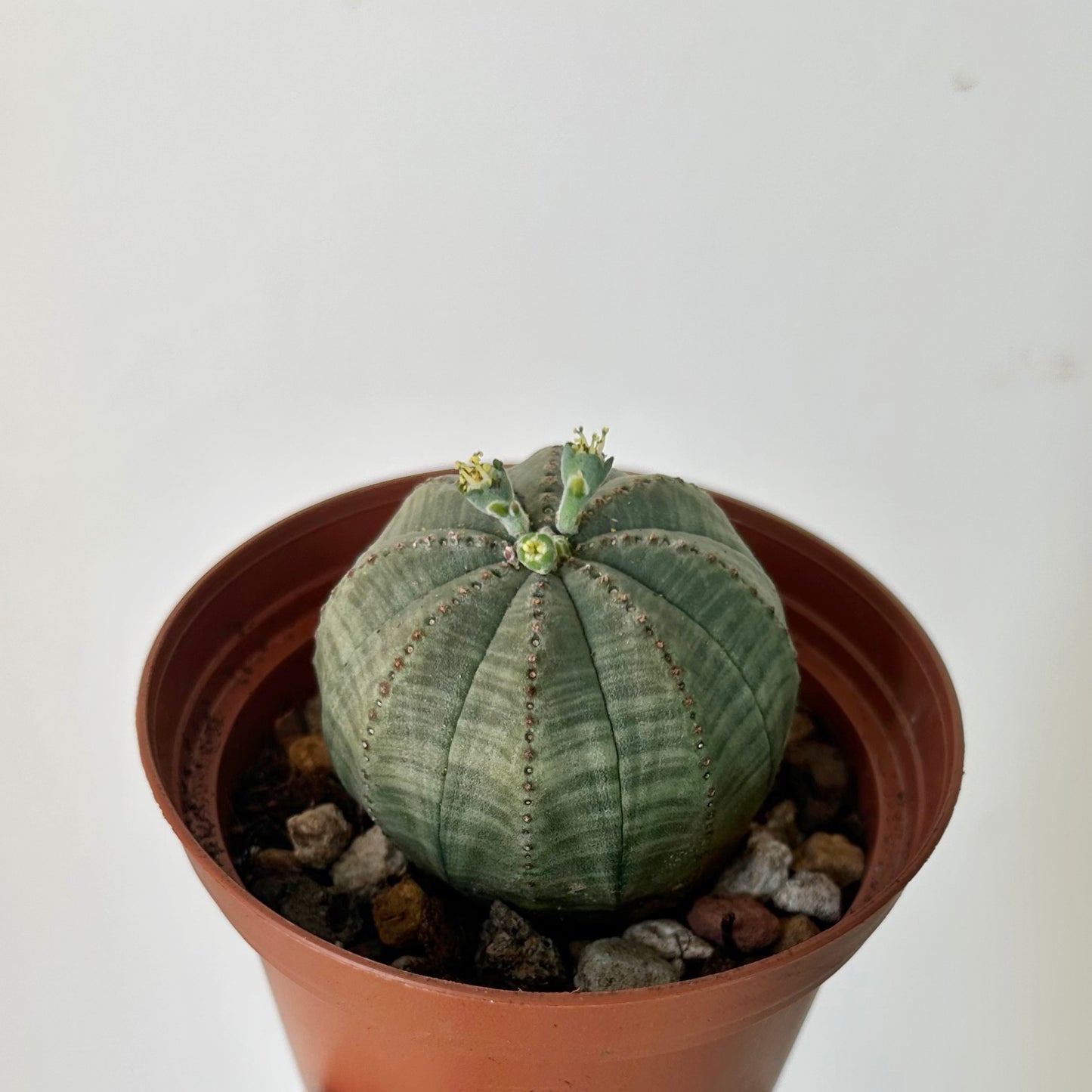 Baseball Plant (Euphorbia Obesa) 3”pot