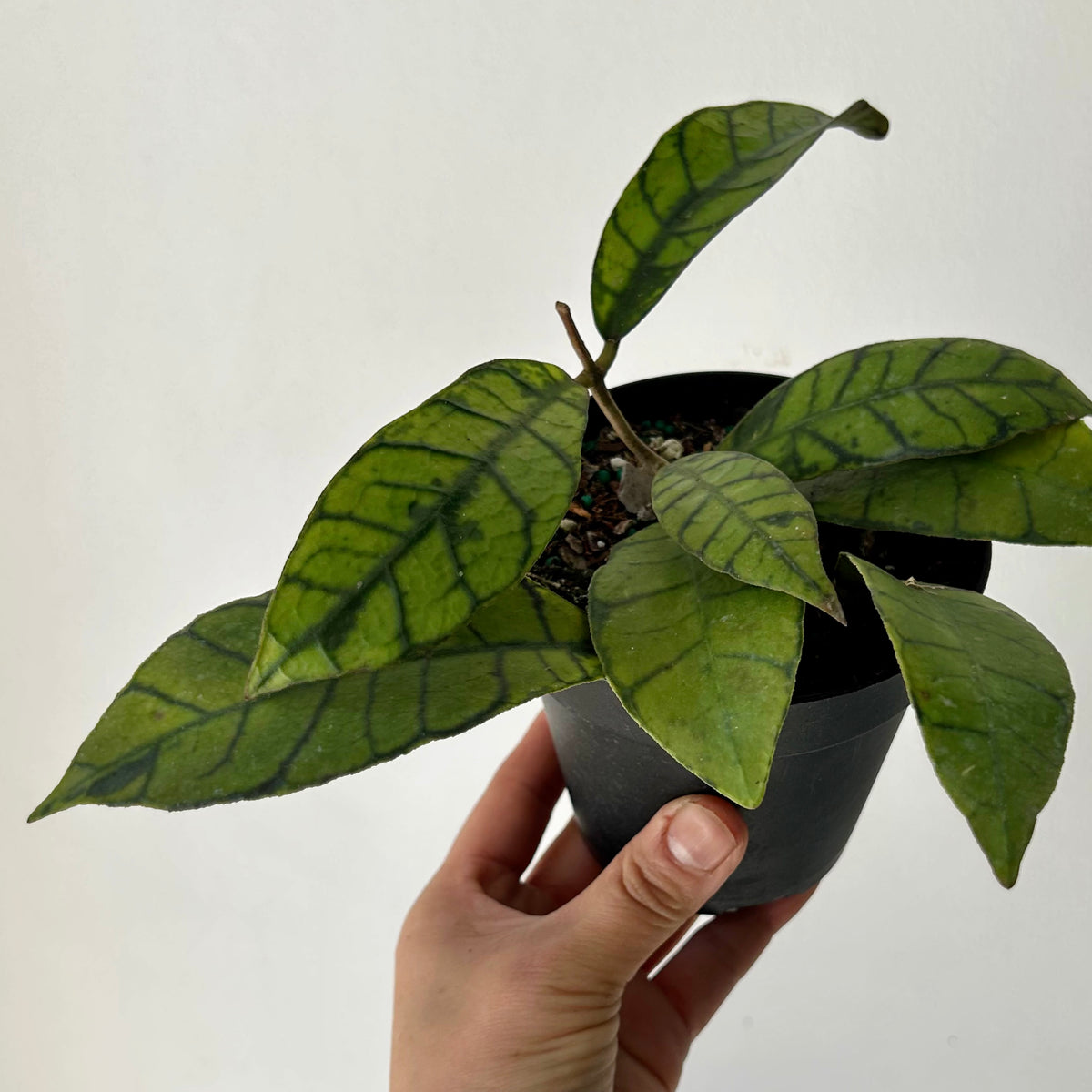 Hoya callistophylla 4" pot