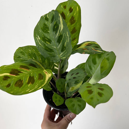 Maranta leuconeura 'Beauty Kim 4” pot