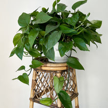 Load image into Gallery viewer, Jade pothos 8” hanging basket
