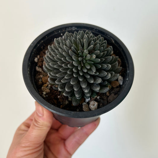 Chinese Jade Cristata (Sinocrassula Yunnanensis) 3.5”pot