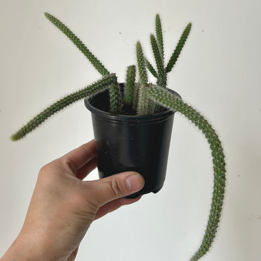 Rat Tail Cactus (Aporocactus flagelliformis )3.5” pot