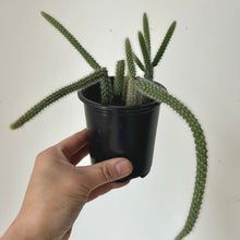 Load image into Gallery viewer, Rat Tail Cactus (Aporocactus flagelliformis )3.5” pot
