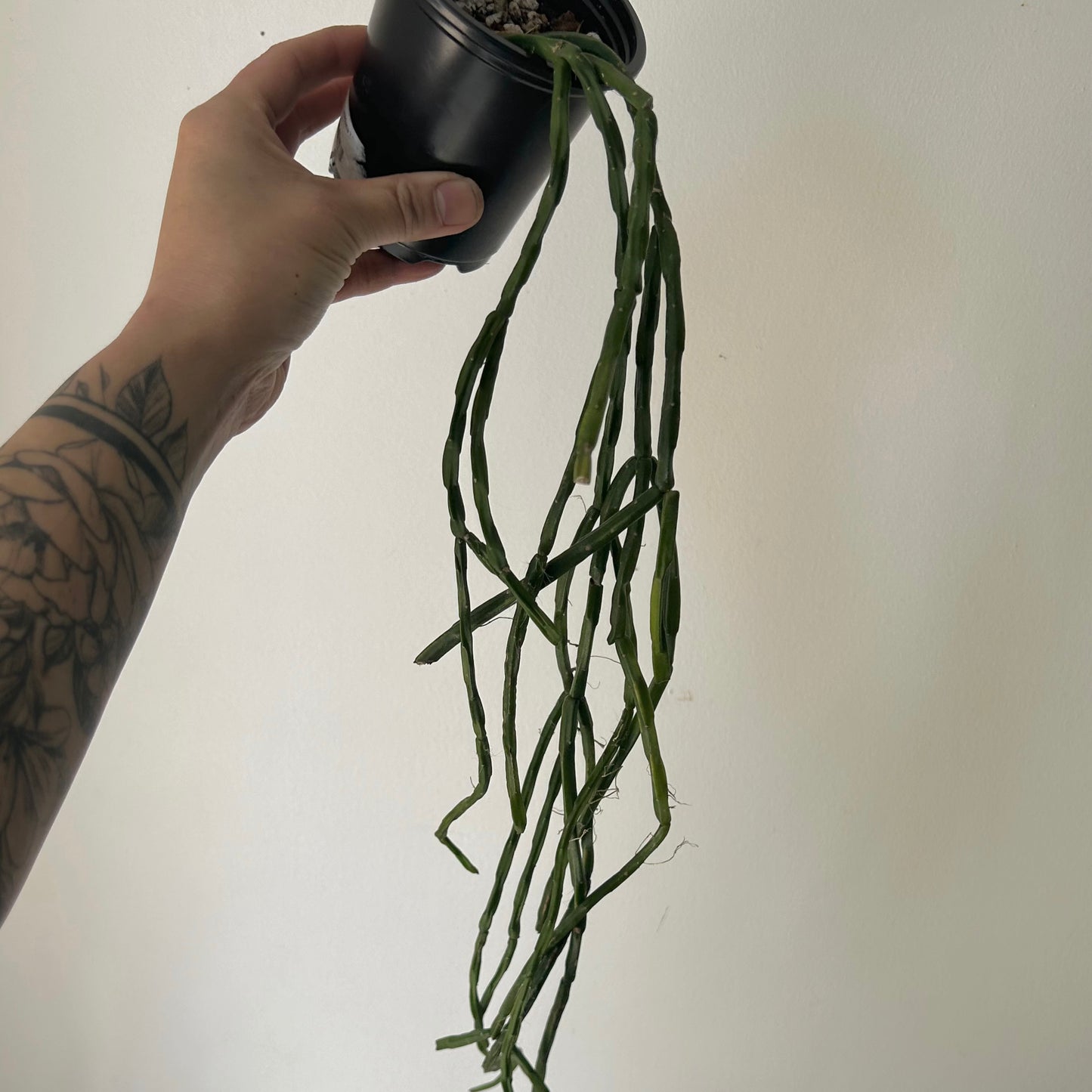 Rhipsalis Paradoxa Minor 3.5” pot