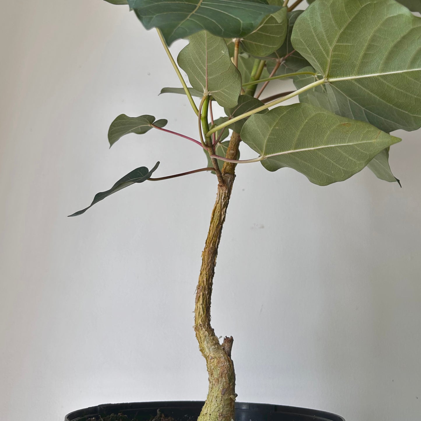 Rock Fig (Ficus petiolaris) approximately 3ft tall in 8” pot
