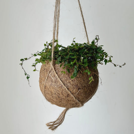 Suspended Kokedama Sphere (3”x4”)