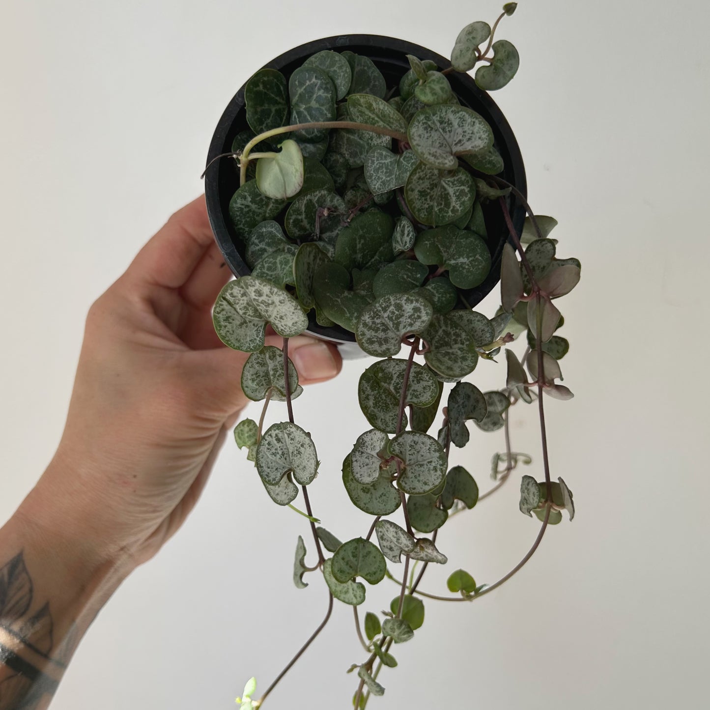 String of Hearts (Ceropegia) 3.5” pot