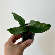 Load image into Gallery viewer, Hoya Dasyantha 2.75&quot; pot

