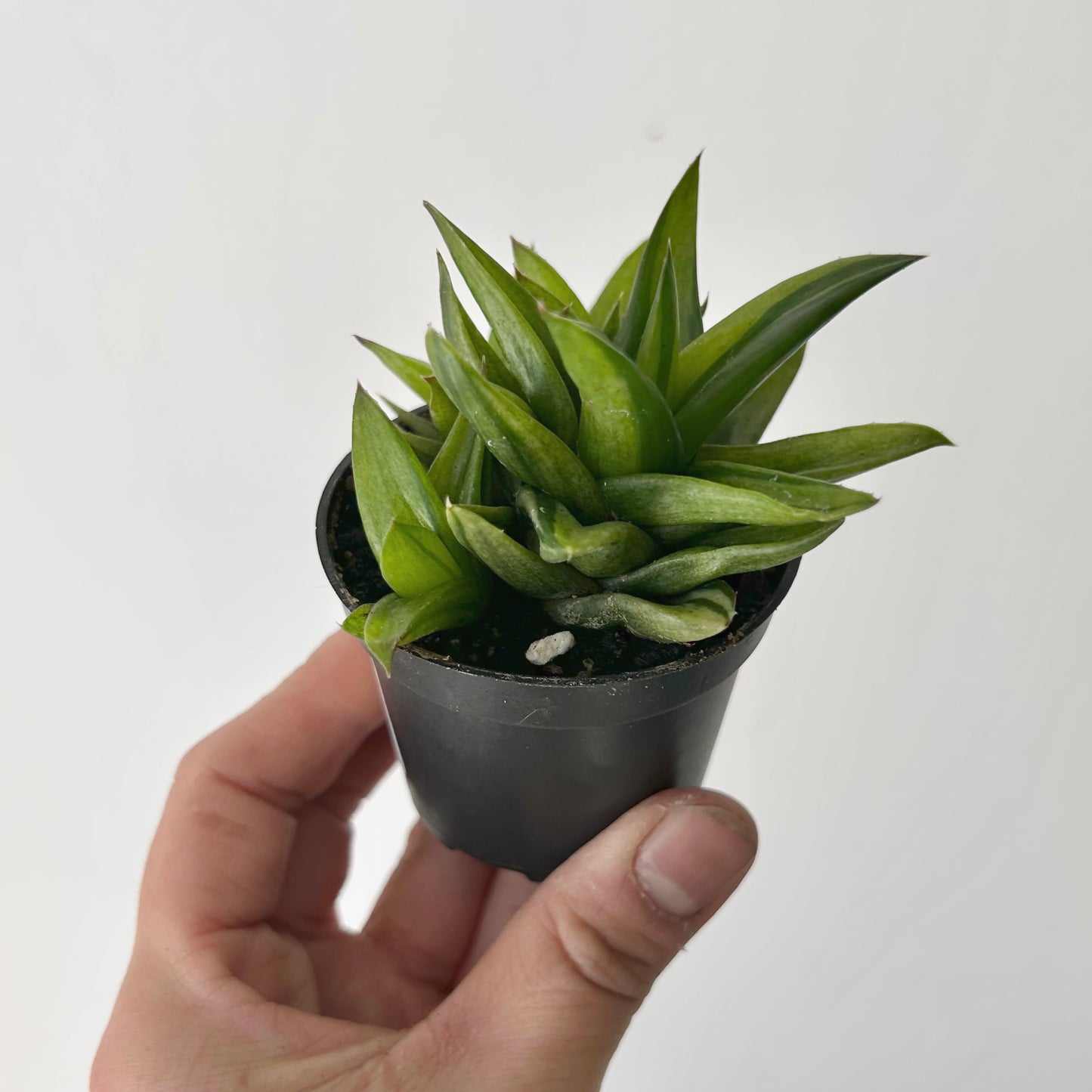 Variegated Aloe "Black Gem" 2.5”pot