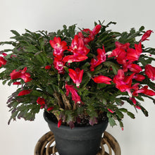 Load image into Gallery viewer, Thanksgiving Cactus 8”pot
