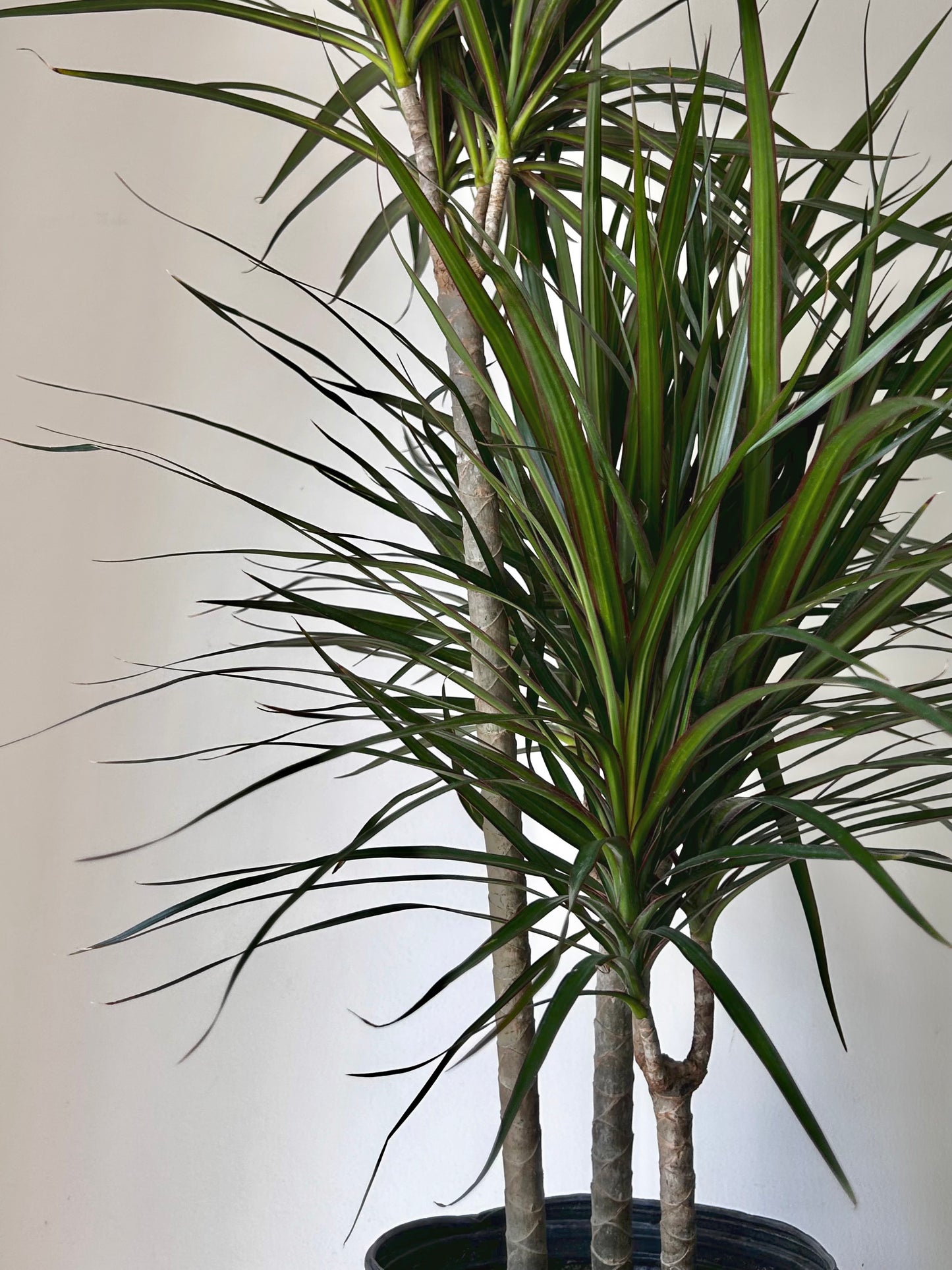 Dragon Tree (Dracaena Marginata) approximately 4 ft tall in 8”pot